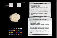 Foto (Objekt + Etikett) von Gastrodorus sp.  (NHMW-GEO-2014-0194-0951)